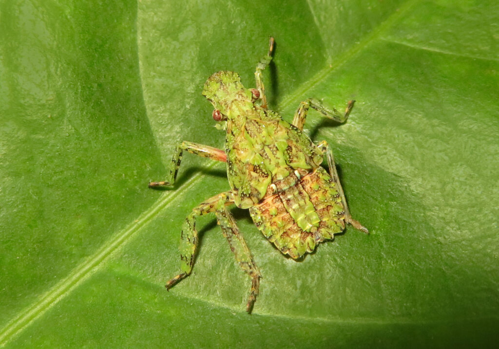 Planthoppers (Infraorder Fulgoromorpha)