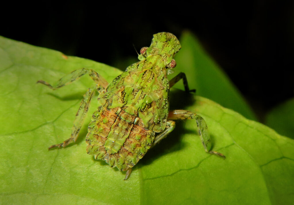 Planthoppers (Infraorder Fulgoromorpha)