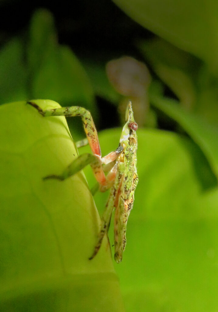 Planthoppers (Infraorder Fulgoromorpha)