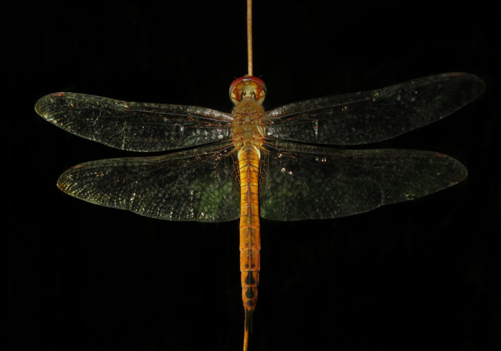 Rainpool Gliders (Genus Pantala)