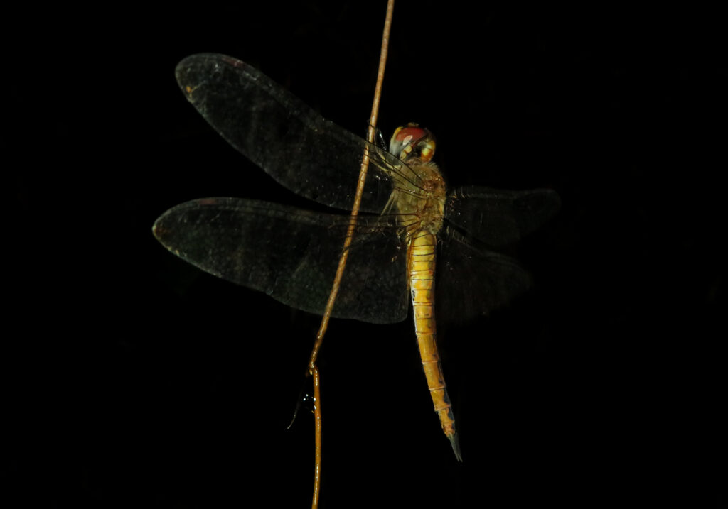 Rainpool Gliders (Genus Pantala)
