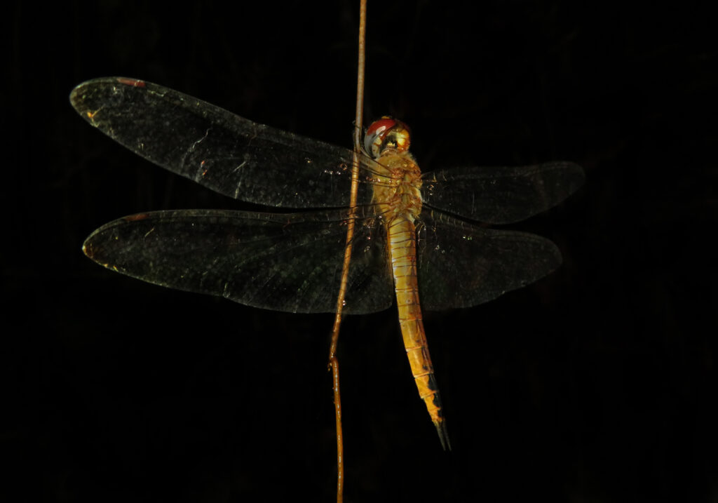 Rainpool Gliders (Genus Pantala)
