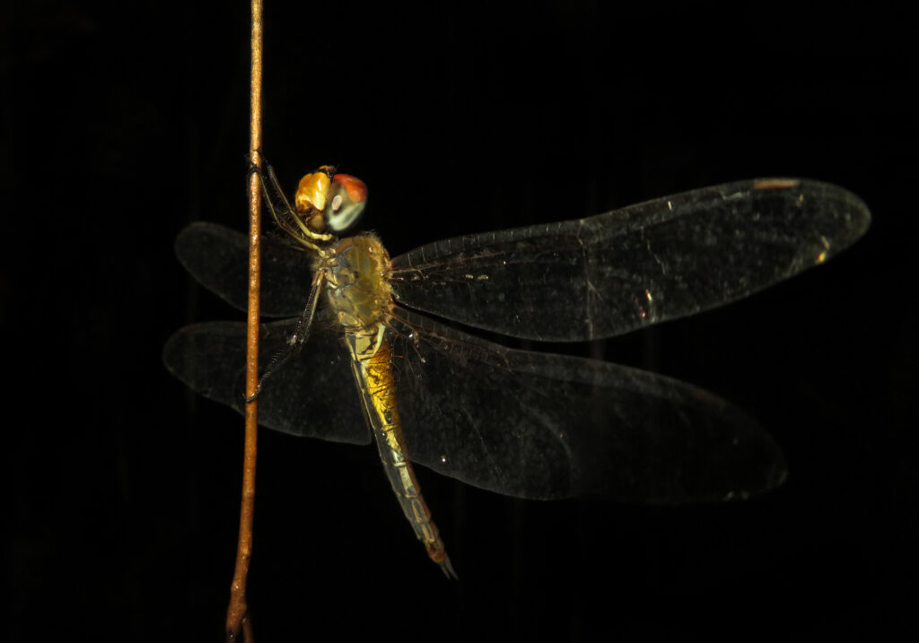 Rainpool Gliders (Genus Pantala)