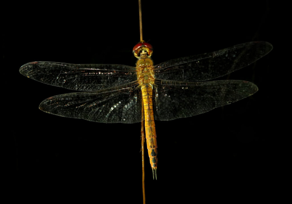 Rainpool Gliders (Genus Pantala)