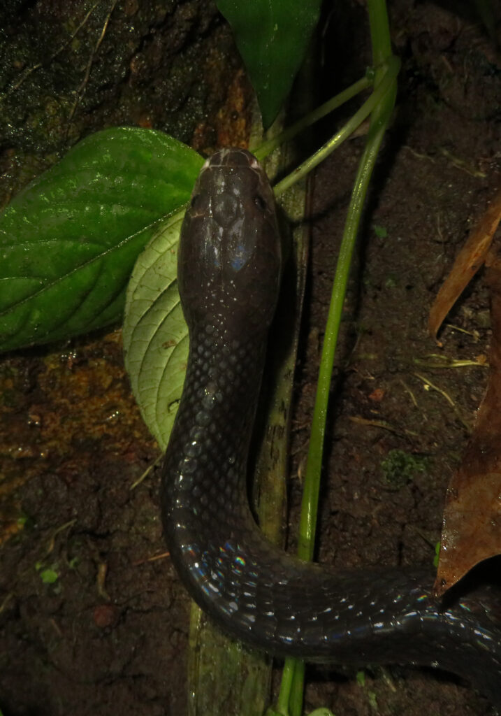 Malayan Krait (Bungarus candidus)