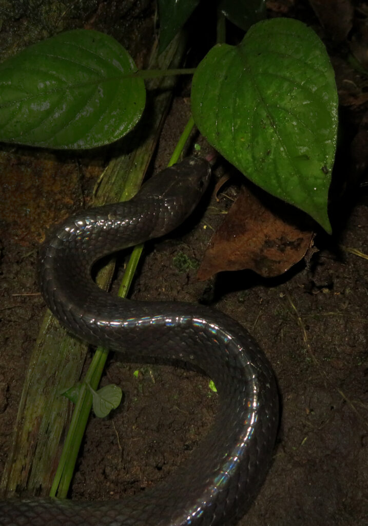 Malayan Krait (Bungarus candidus)