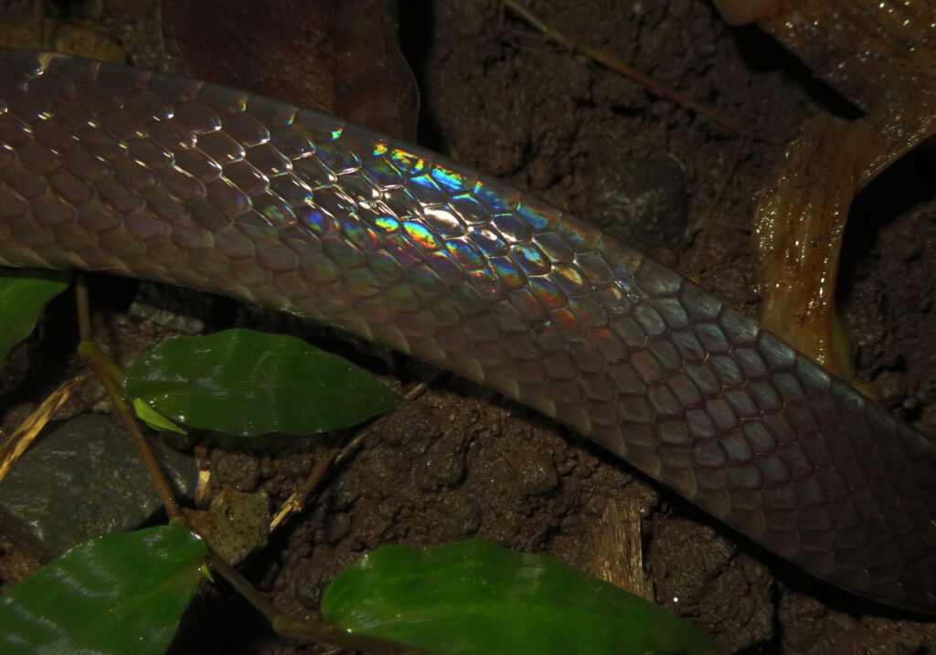 Malayan Krait (Bungarus candidus)