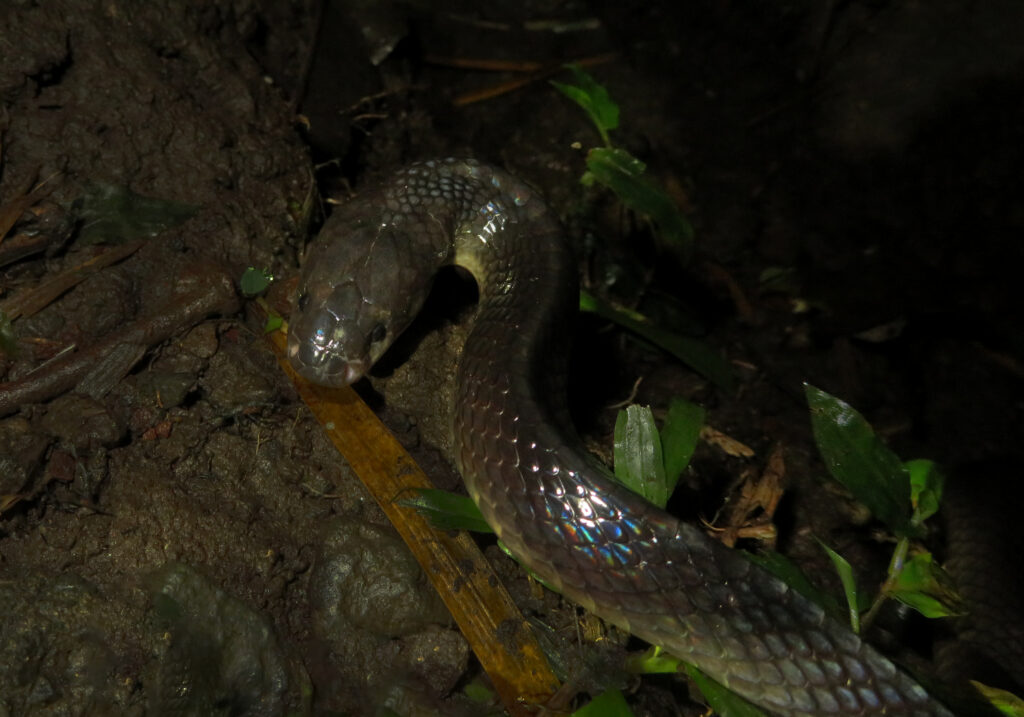Malayan Krait