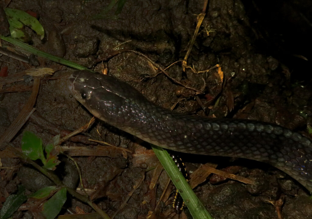 Malayan Krait