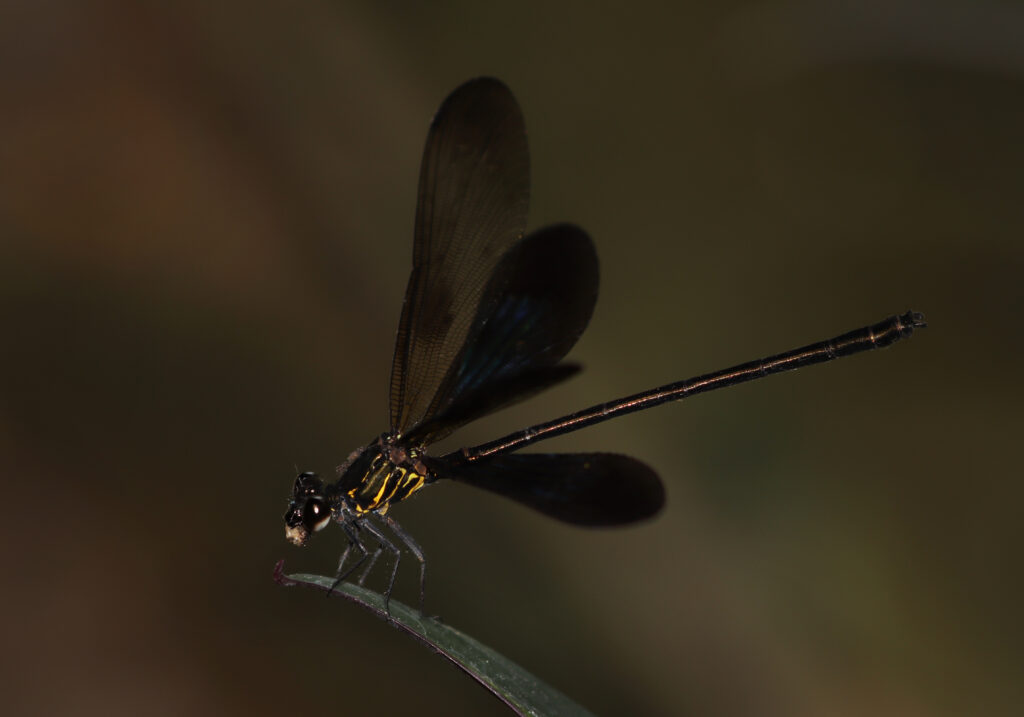 Genus Euphaea