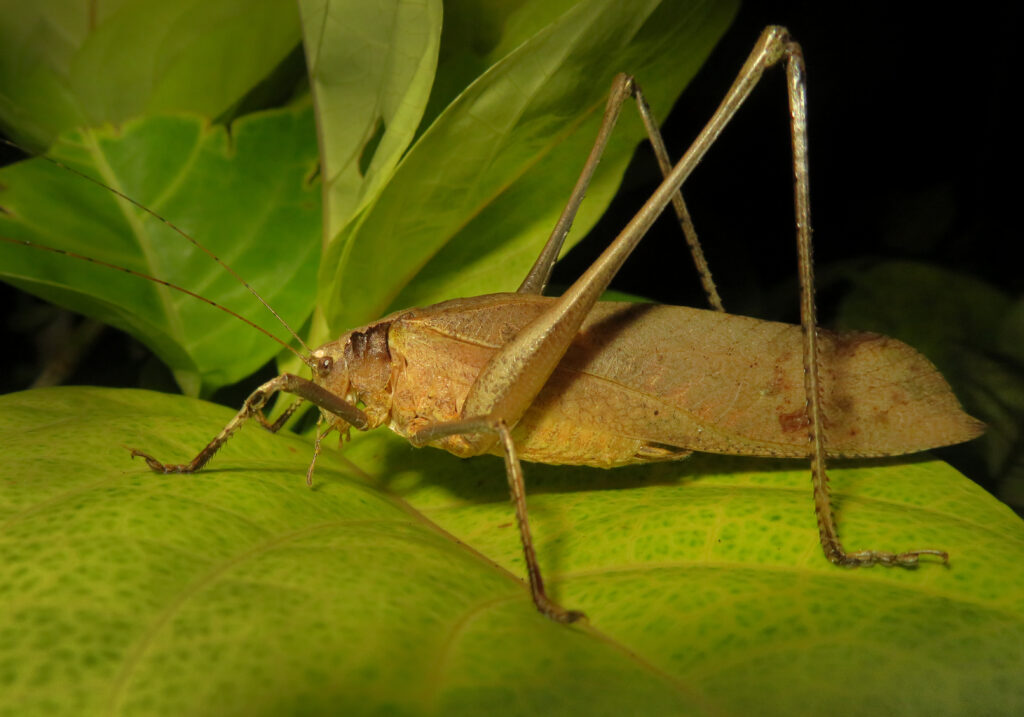 Katydids (Family Tettigoniidae)