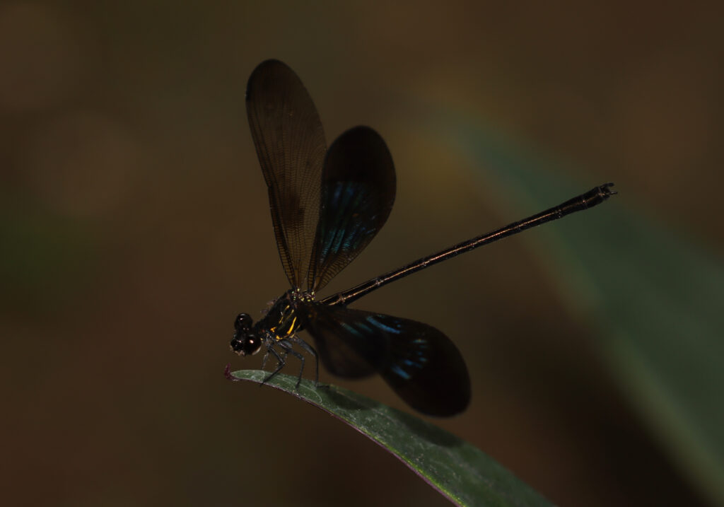 Genus Euphaea