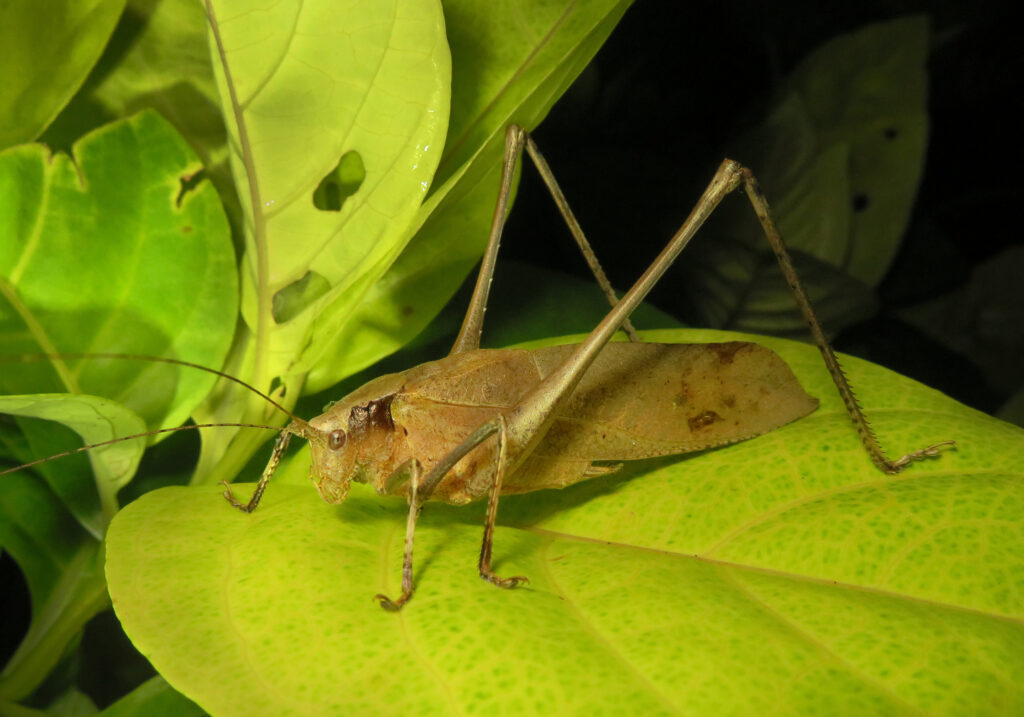 Katydids (Family Tettigoniidae)