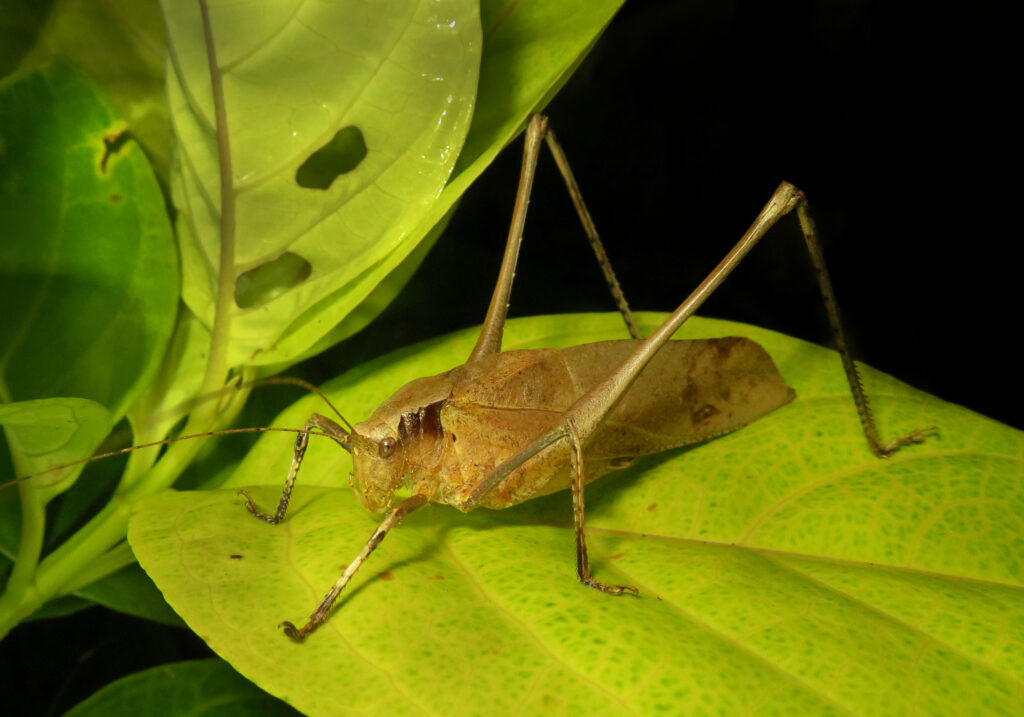 Katydids (Family Tettigoniidae)