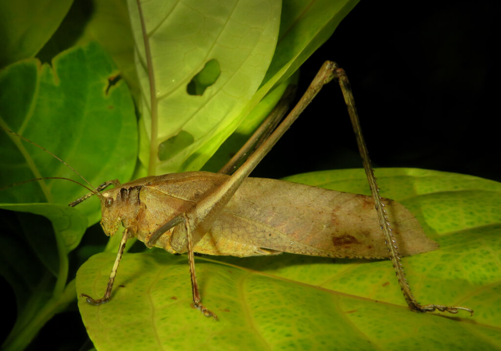Katydids (Family Tettigoniidae)