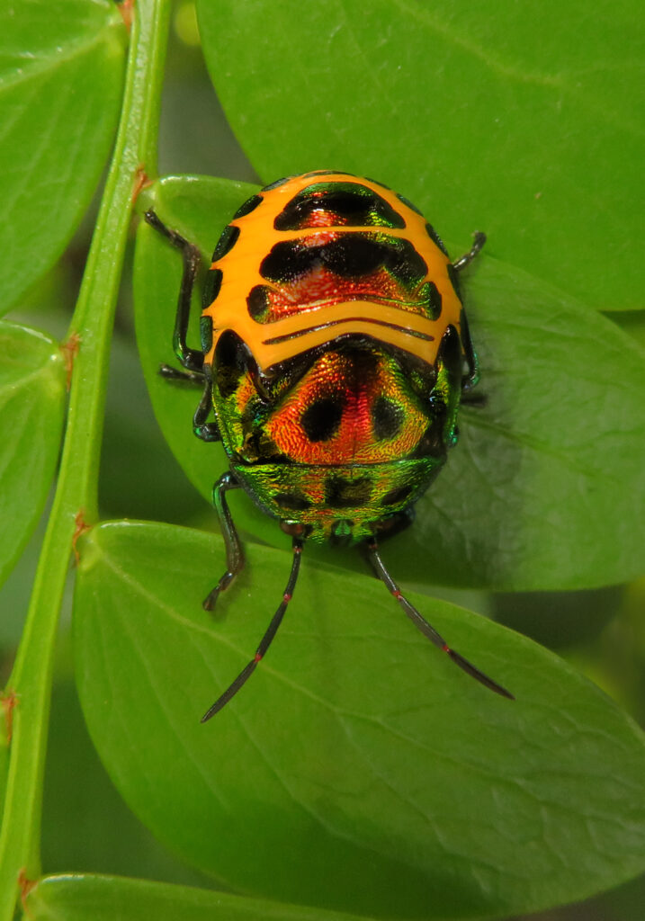 Jewel Bugs (Family Scutelleridae)