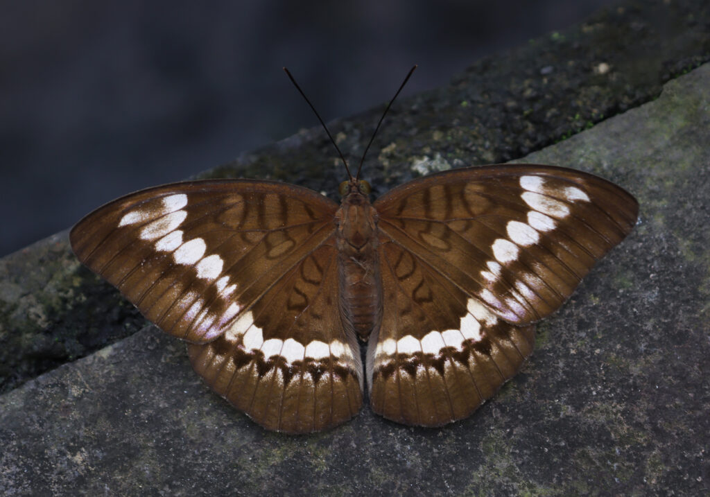 Genus Tanaecia