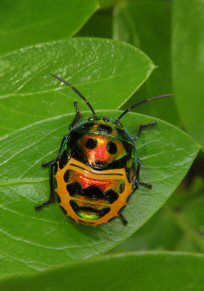 Jewel Bugs (Family Scutelleridae)