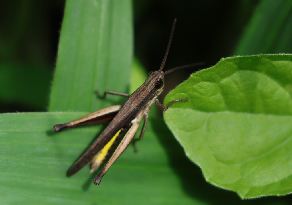 Silent Slant-faced Grasshoppers
