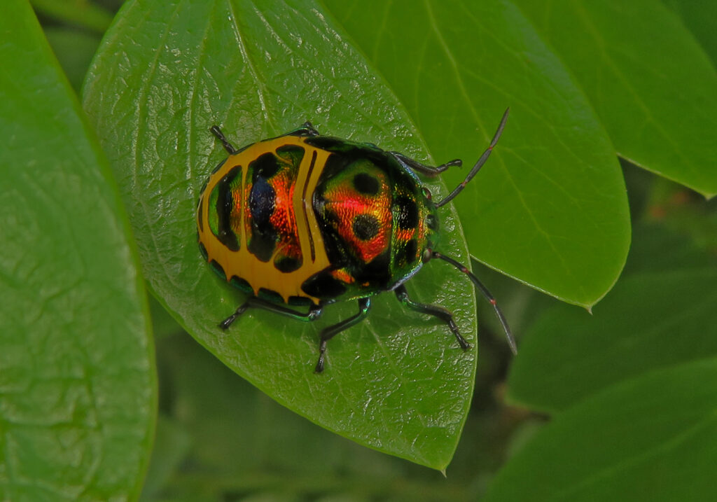 Jewel Bugs (Family Scutelleridae)