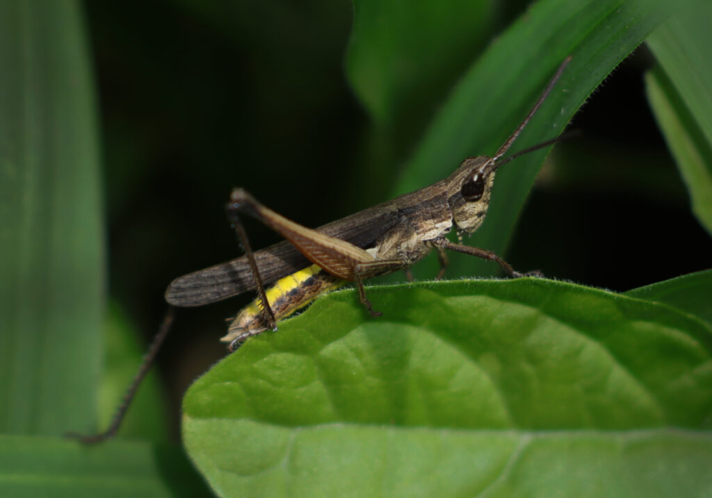 Silent Slant-faced Grasshoppers