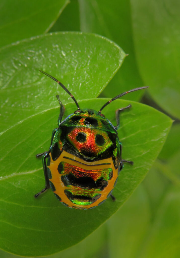 Jewel Bugs (Family Scutelleridae)