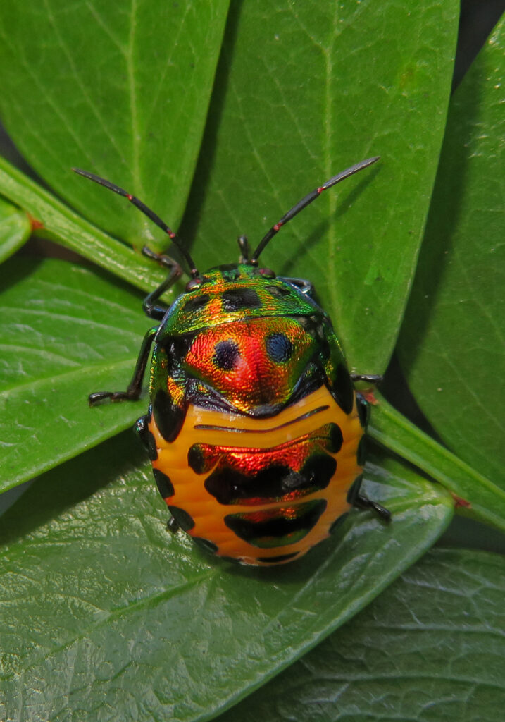 Jewel Bugs (Family Scutelleridae)