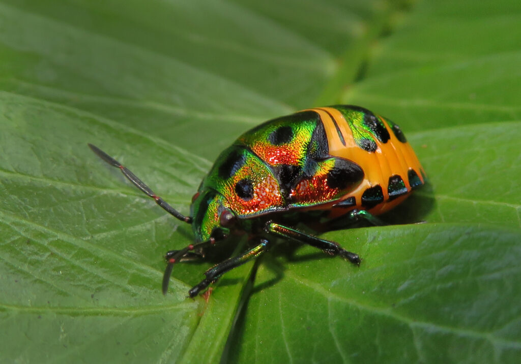 Jewel Bugs (Family Scutelleridae)