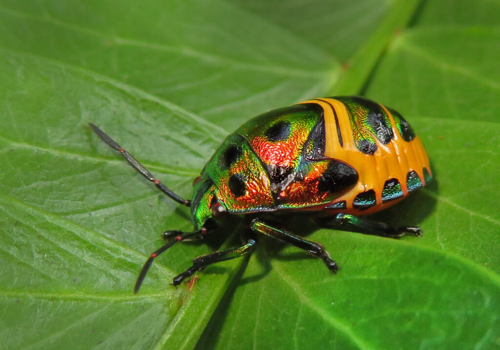Jewel Bugs (Family Scutelleridae)