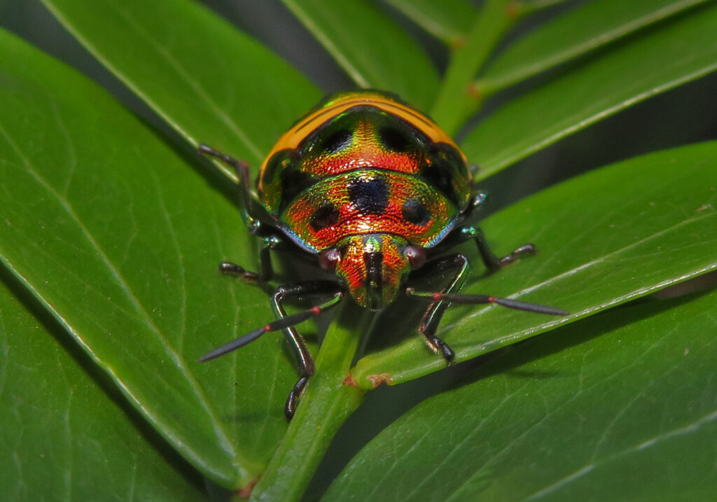 Jewel Bugs (Family Scutelleridae)