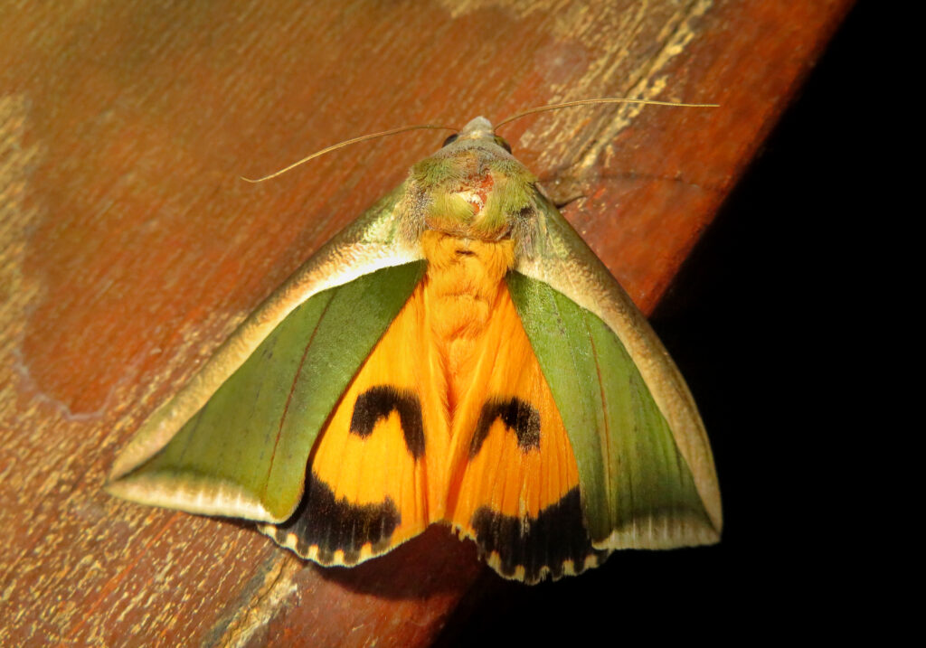 Green Fruit-piercing Moth (Eudocima salaminia)