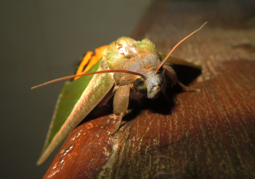 Green Fruit-piercing Moth (Eudocima salaminia)