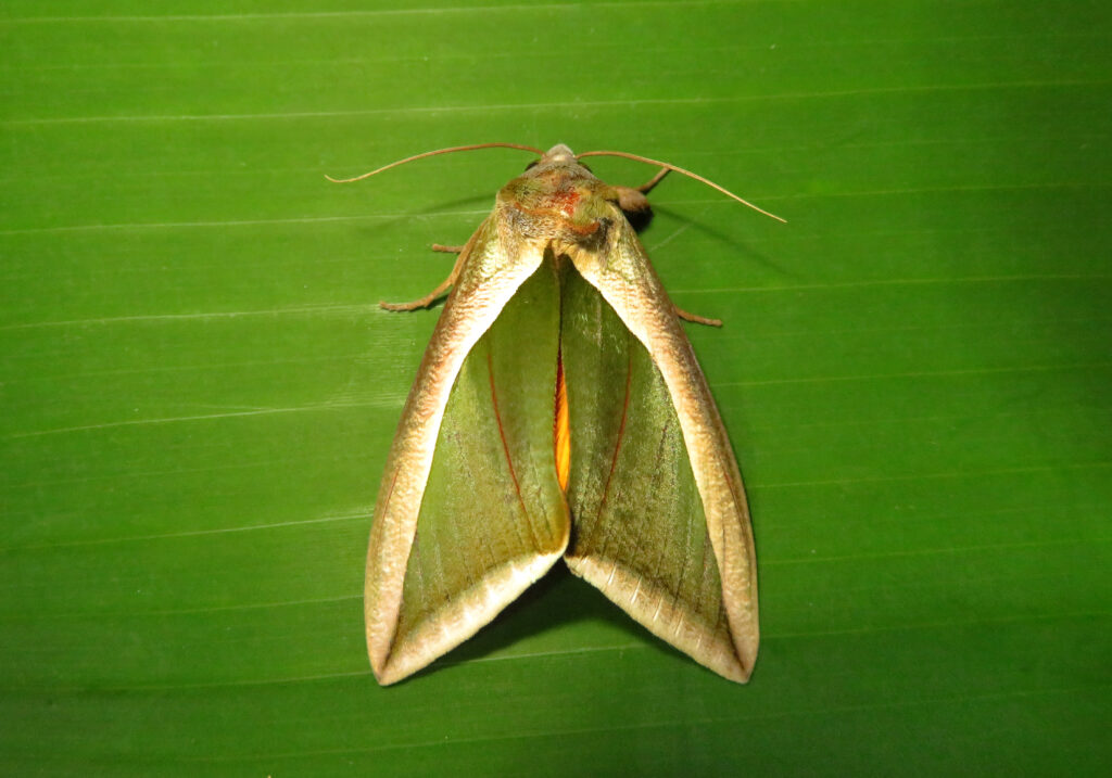 Green Fruit-piercing Moth (Eudocima salaminia)