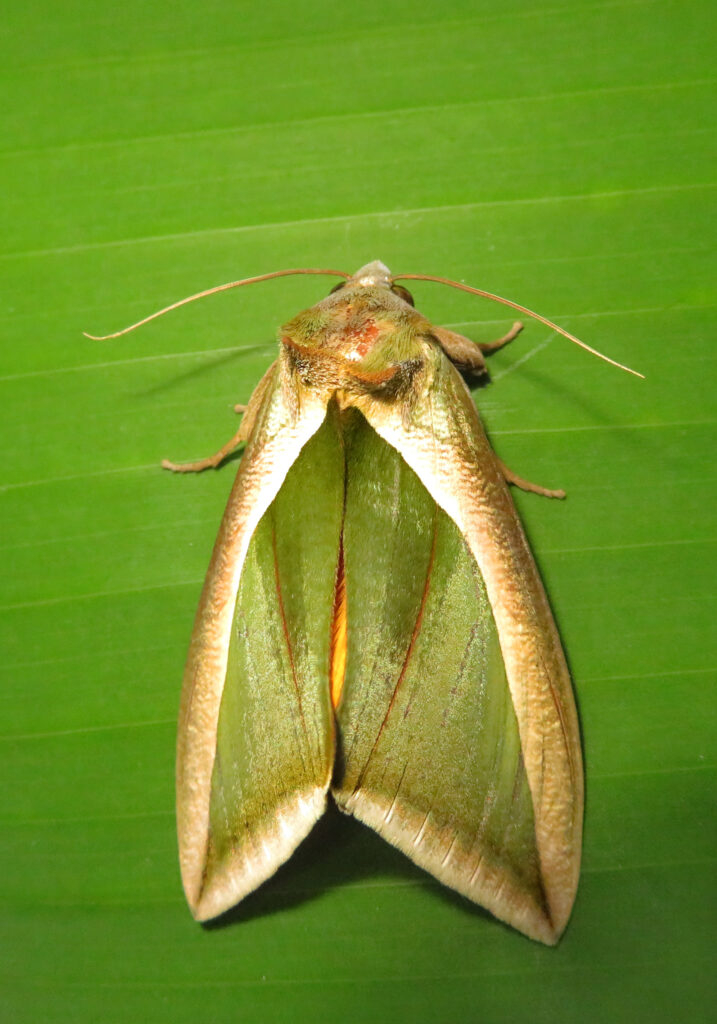 Green Fruit-piercing Moth (Eudocima salaminia)