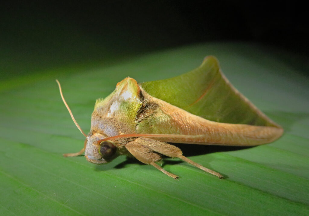 Green Fruit-piercing Moth (Eudocima salaminia)
