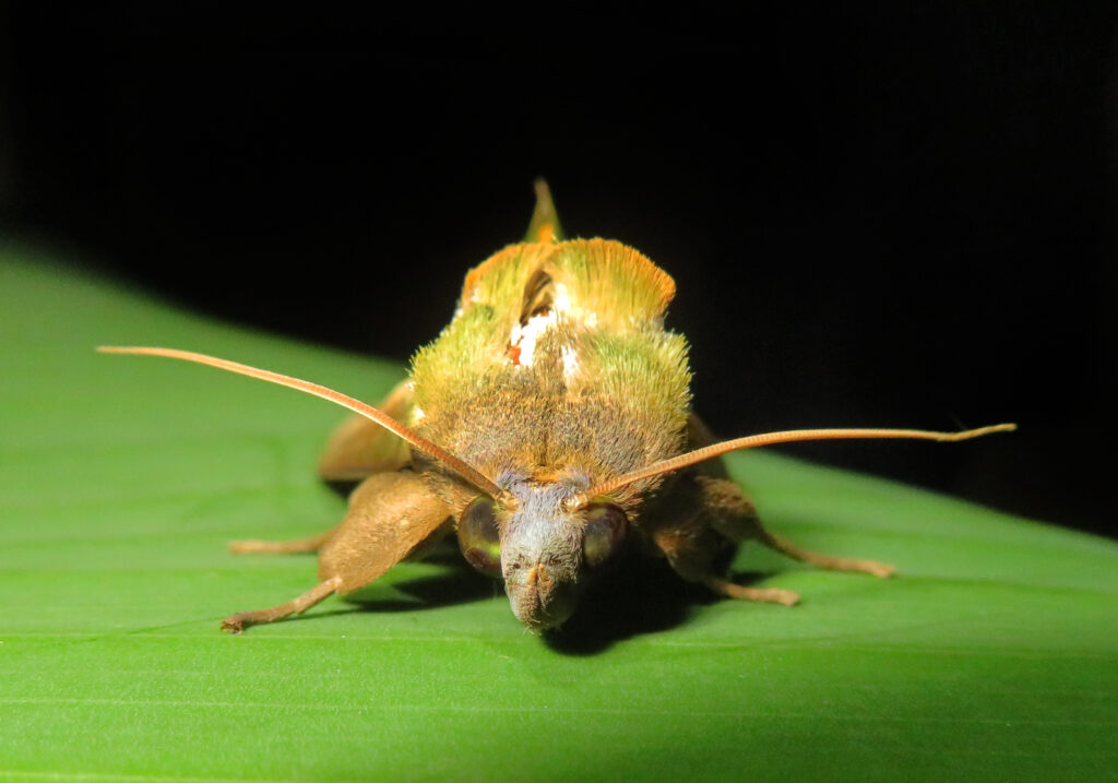 Green Fruit-piercing Moth (Eudocima salaminia)