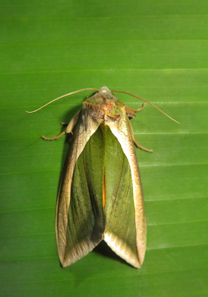 Green Fruit-piercing Moth (Eudocima salaminia)