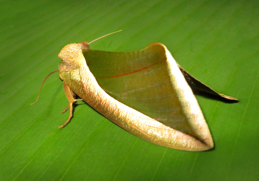 Green Fruit-piercing Moth (Eudocima salaminia)