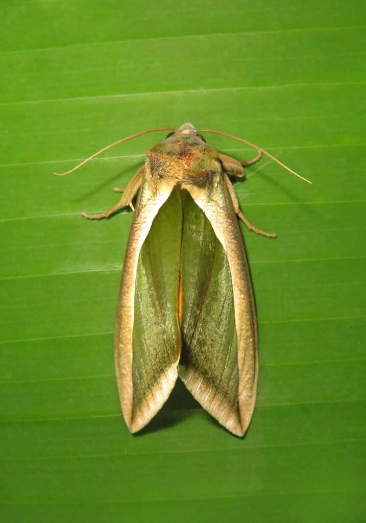 Green Fruit-piercing Moth (Eudocima salaminia)