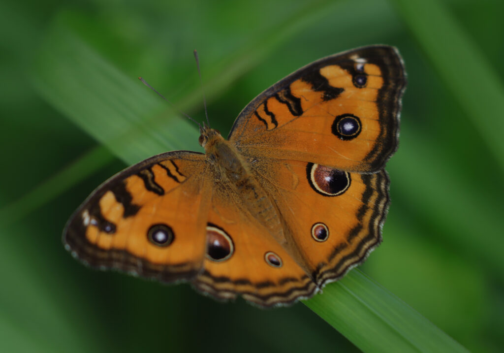 Peacock Pansy (Junonia almana)