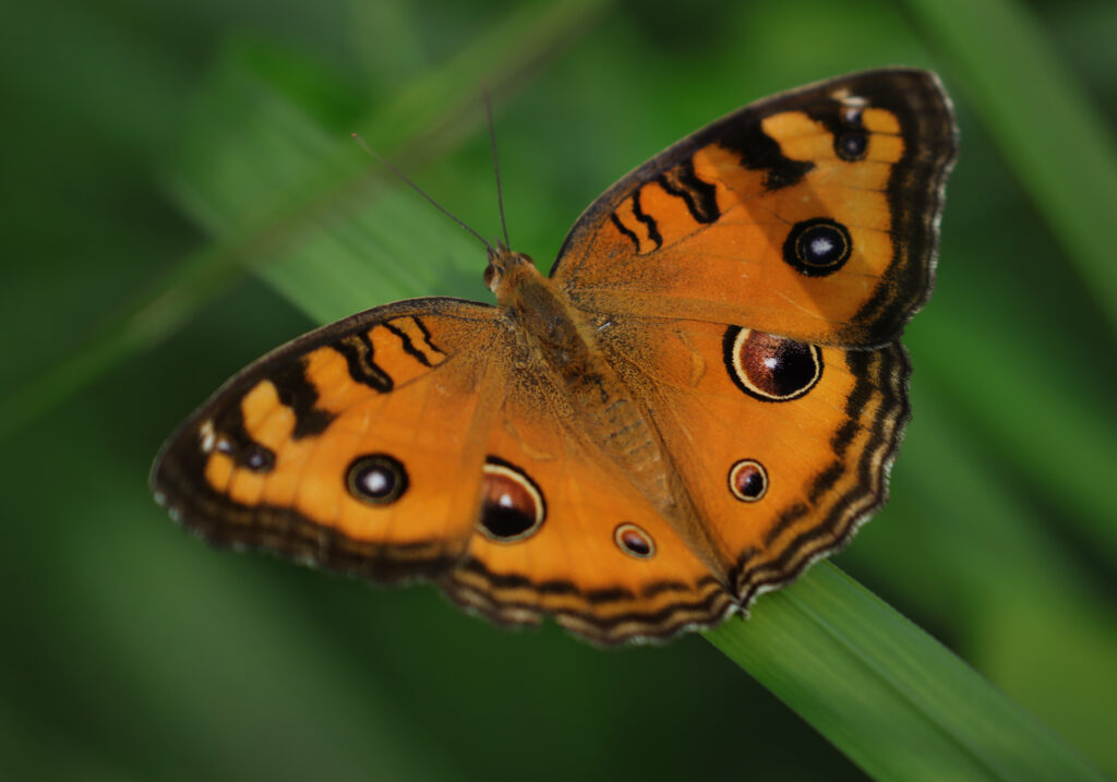 Peacock Pansy (Junonia almana)