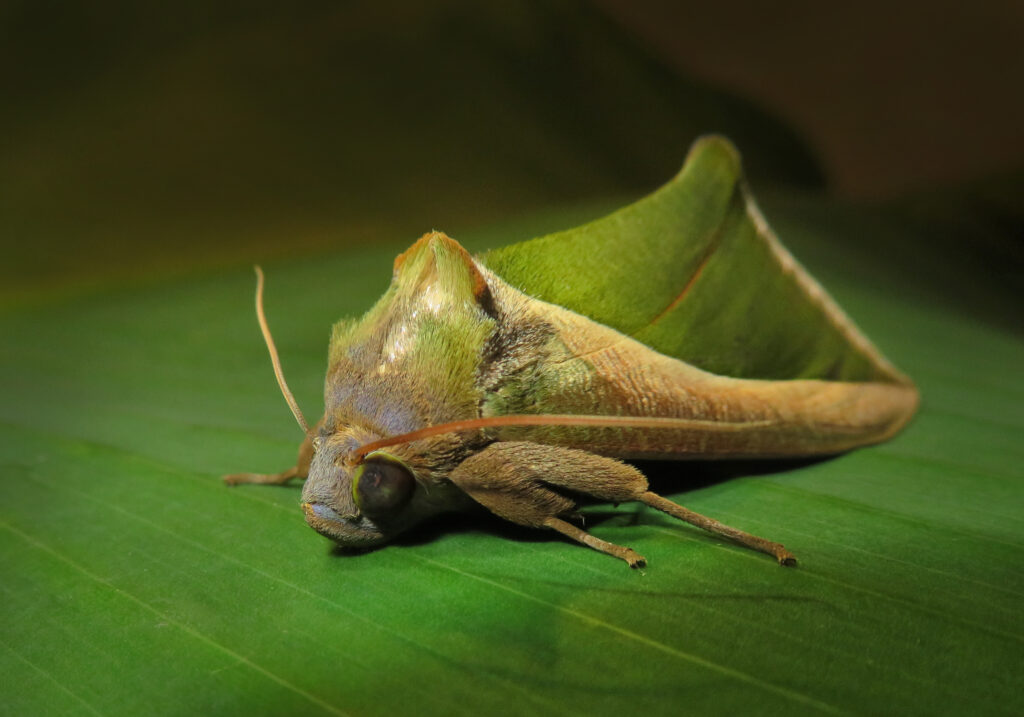 Green Fruit-piercing Moth