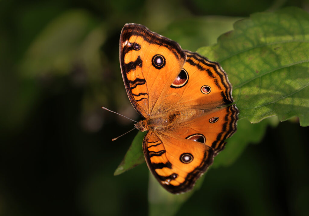 Peacock Pansy (Junonia almana)