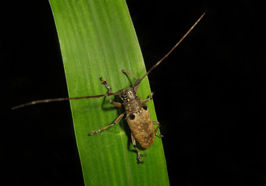 Epepeotes luscus