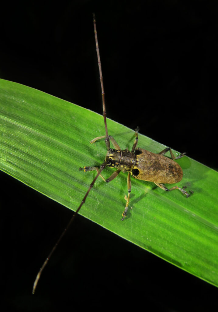 Epepeotes luscus