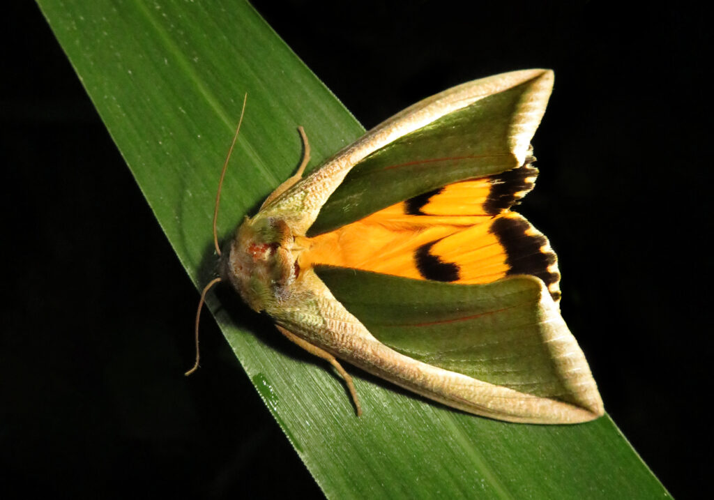 Green Fruit-piercing Moth