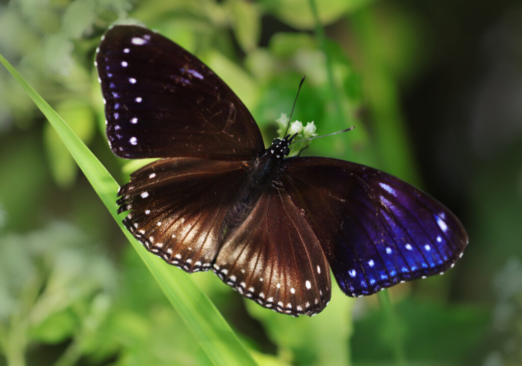 Malayan Eggfly