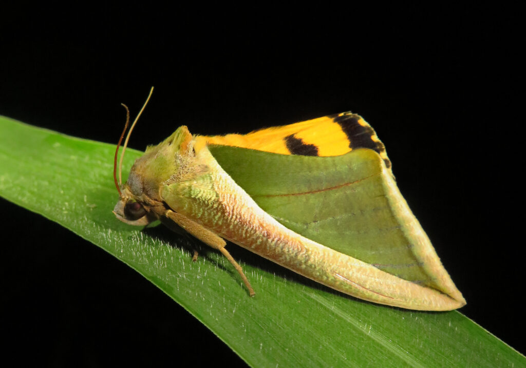 Green Fruit-piercing Moth