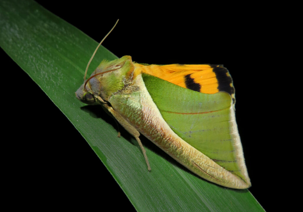 Green Fruit-piercing Moth