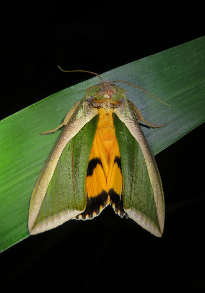 Green Fruit-piercing Moth